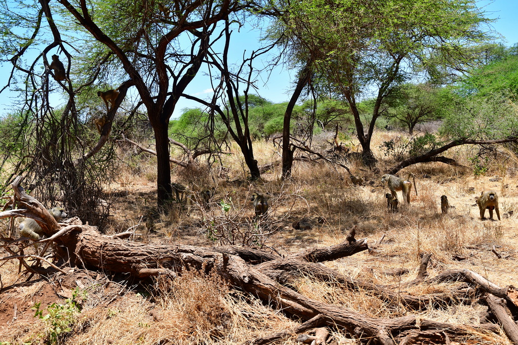 Tsavo West National Park
